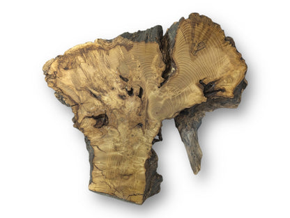 Untreated black locust root wood slice with irregular shape, light brown sanded surface, and dark natural bark.