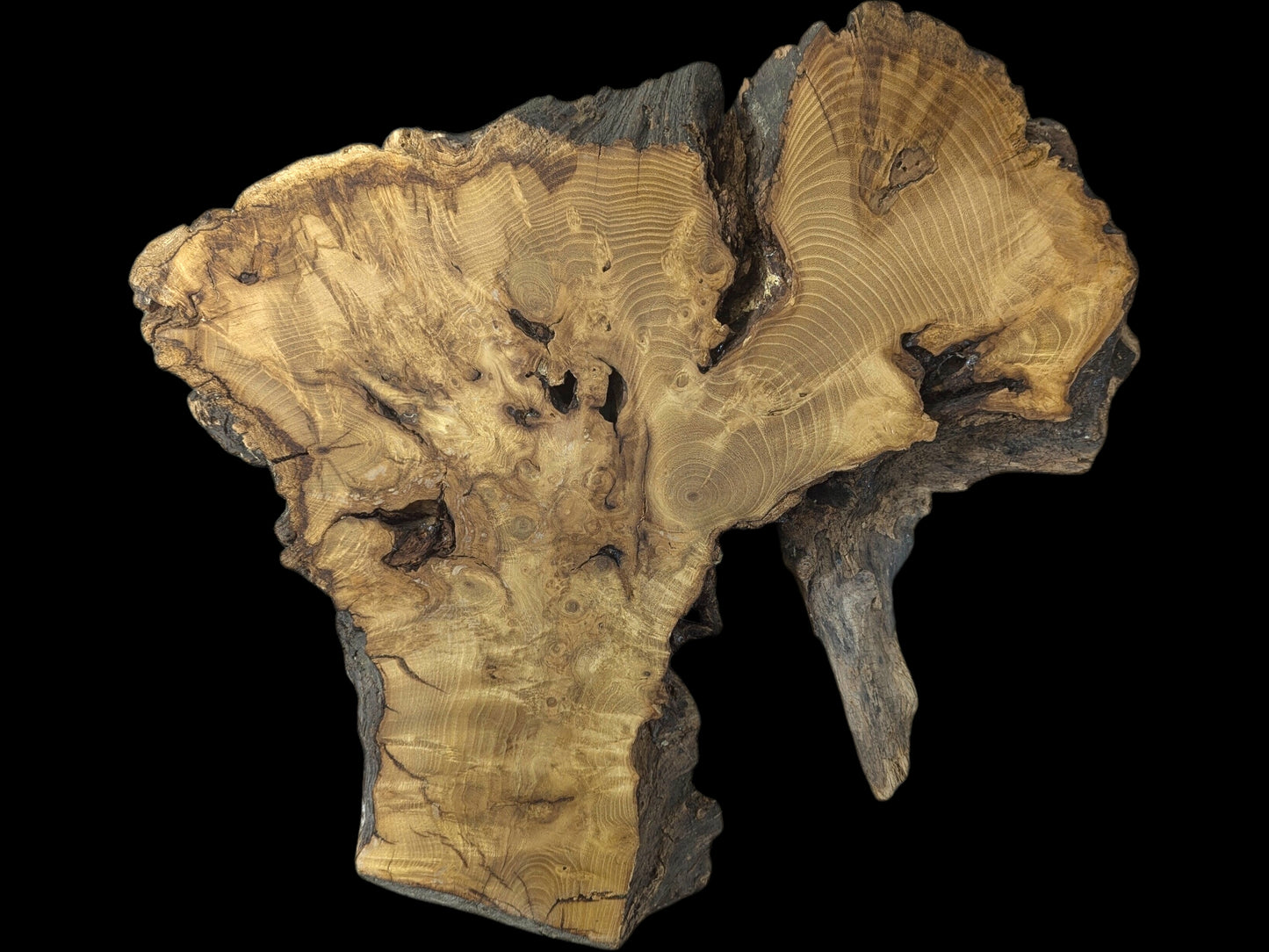 Golden-brown black locust root wood slice, irregularly shaped, showing distinct grain, growth rings, and natural bark.