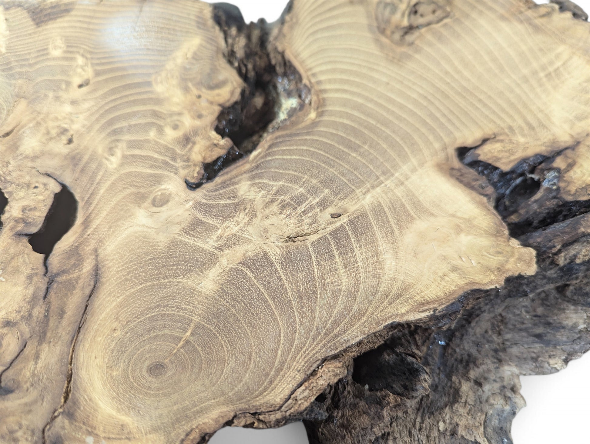 Close-up of a sanded black locust root wood slice, showcasing light brown grain, growth rings, and dark natural edges.