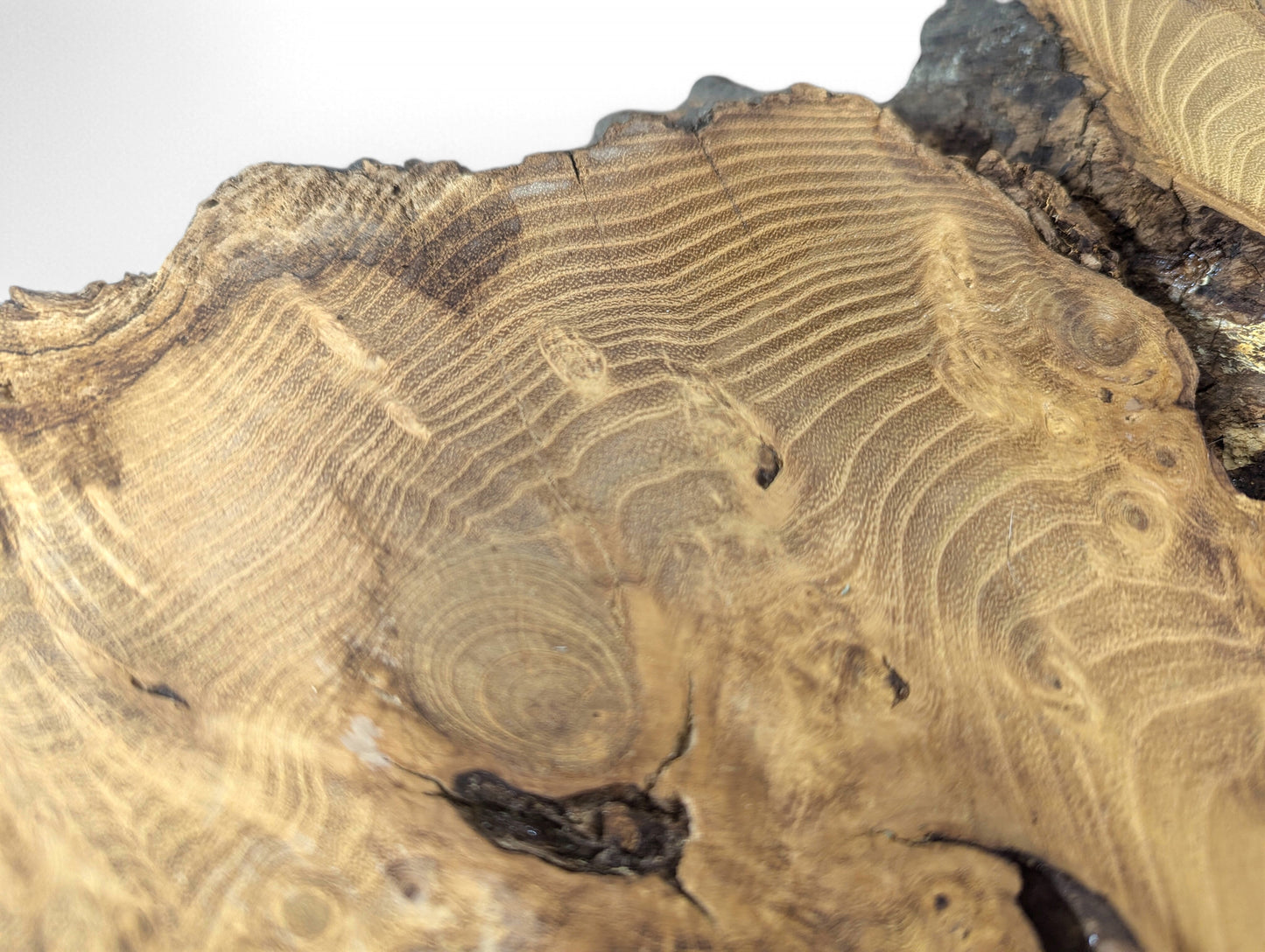 Sanded light brown black locust root slice showing prominent wavy grain and dark natural edge.