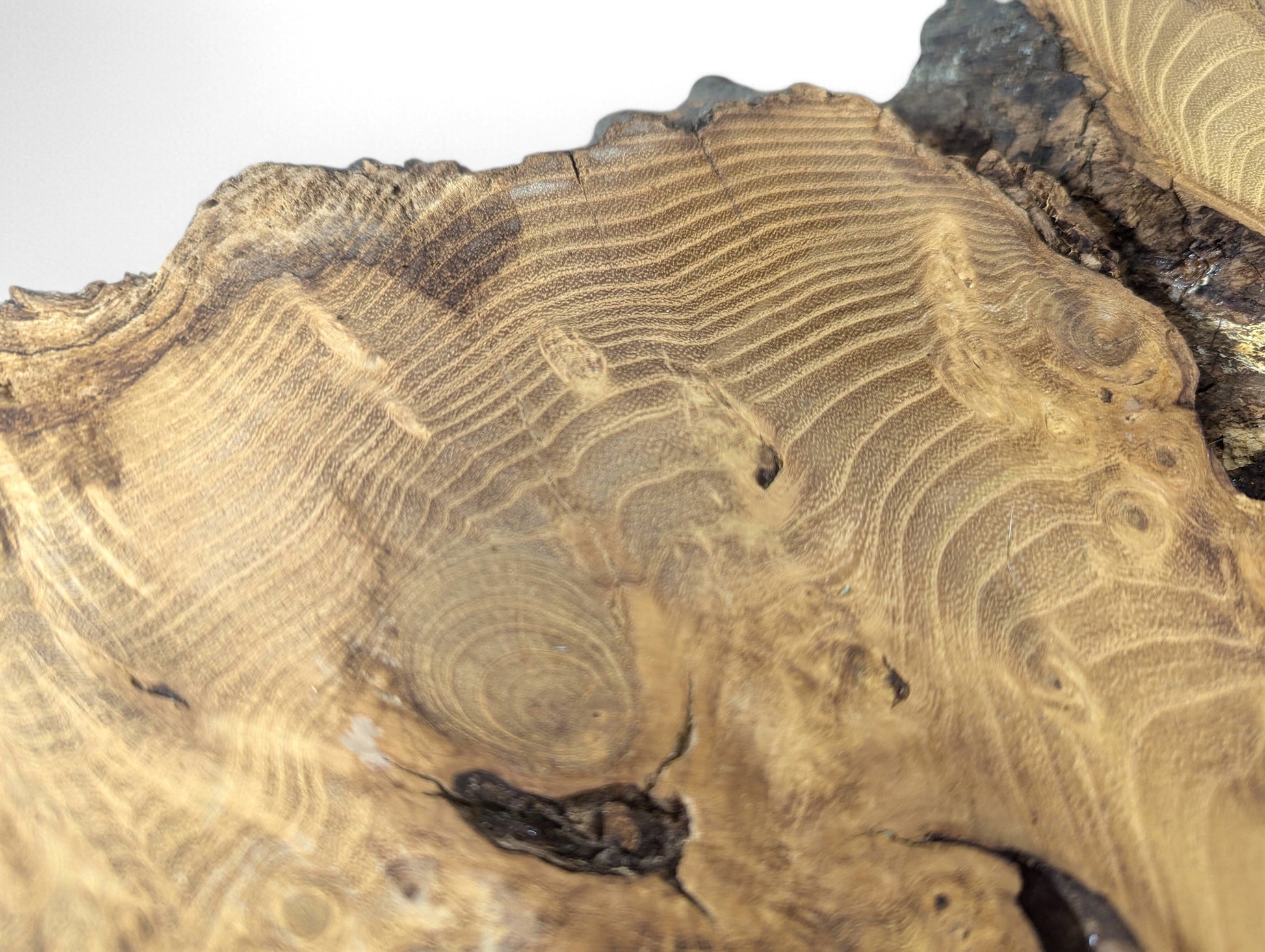 Sanded light brown black locust root slice showing prominent wavy grain and dark natural edge.