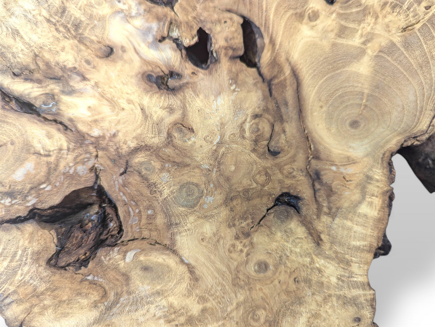 Figured black locust root wood slice, sanded, displaying intricate swirling grain patterns and dark natural voids.