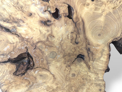 Figured black locust root wood slice, sanded, displaying intricate swirling grain patterns and dark natural voids.