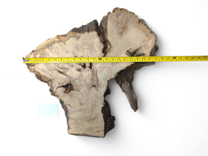 Live edge black locust root wood slice, sanded, displaying grain, dark edges, measured with tape.