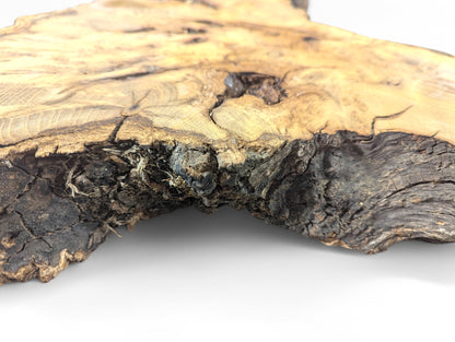 Black locust root wood slice displays a light brown sanded surface, prominent grain, and dark, rough bark edge.