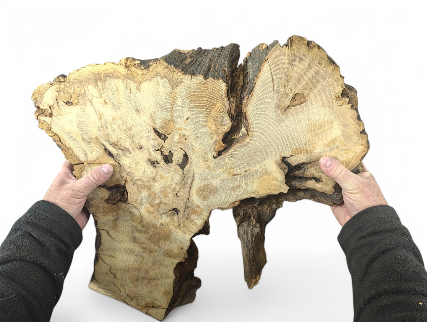 Two hands hold a large, light-colored black locust root wood slice with distinct grain and bark.