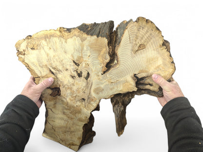 Two hands hold a large, light-colored black locust root wood slice with distinct grain and bark.