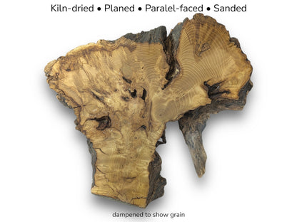 Golden black locust root slice displaying visible grain, dark bark edges, and descriptive text overlays.