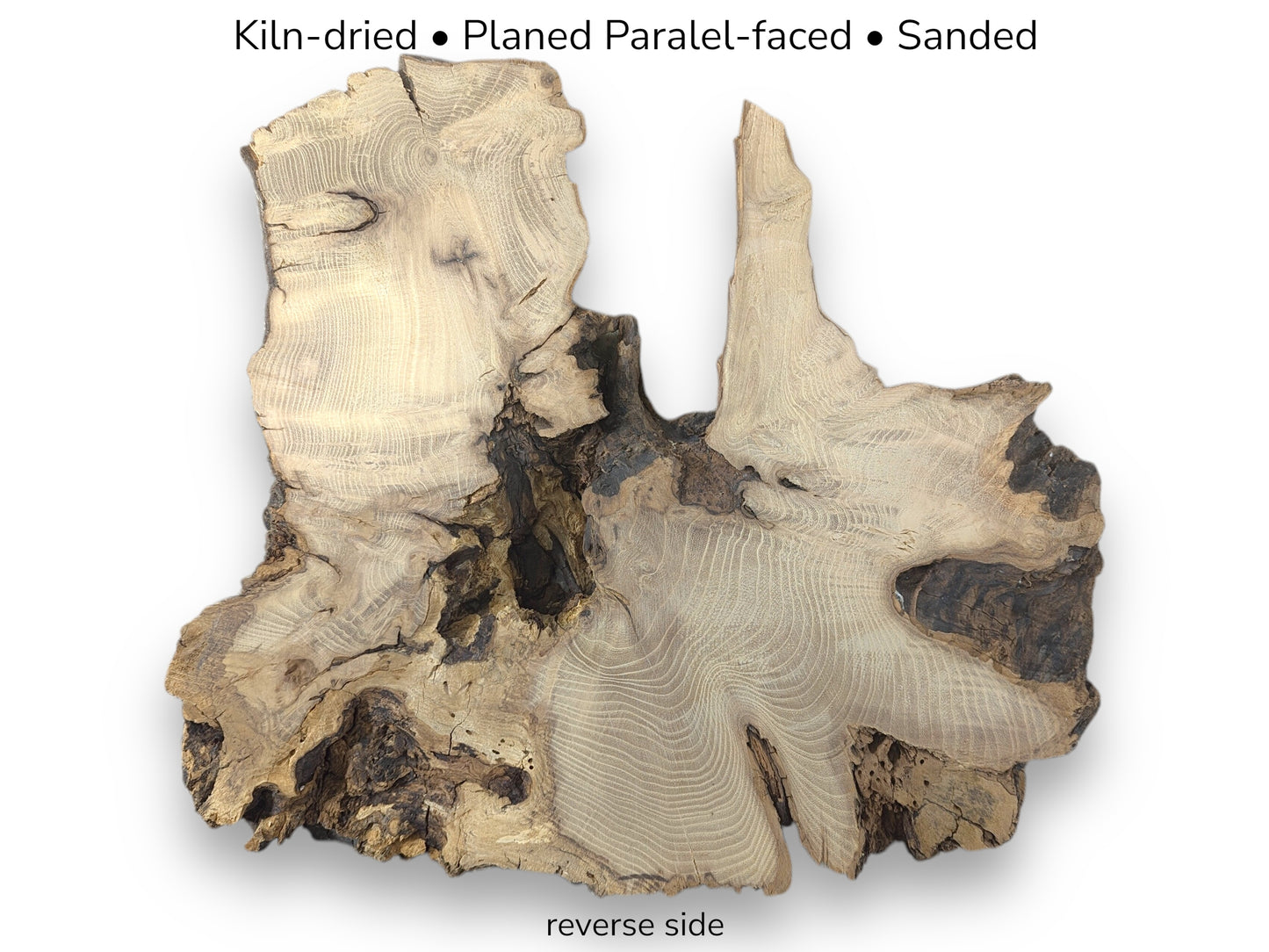 A sanded, kiln-dried black locust root wood slice, planed and parallel-faced, showing its reverse side.