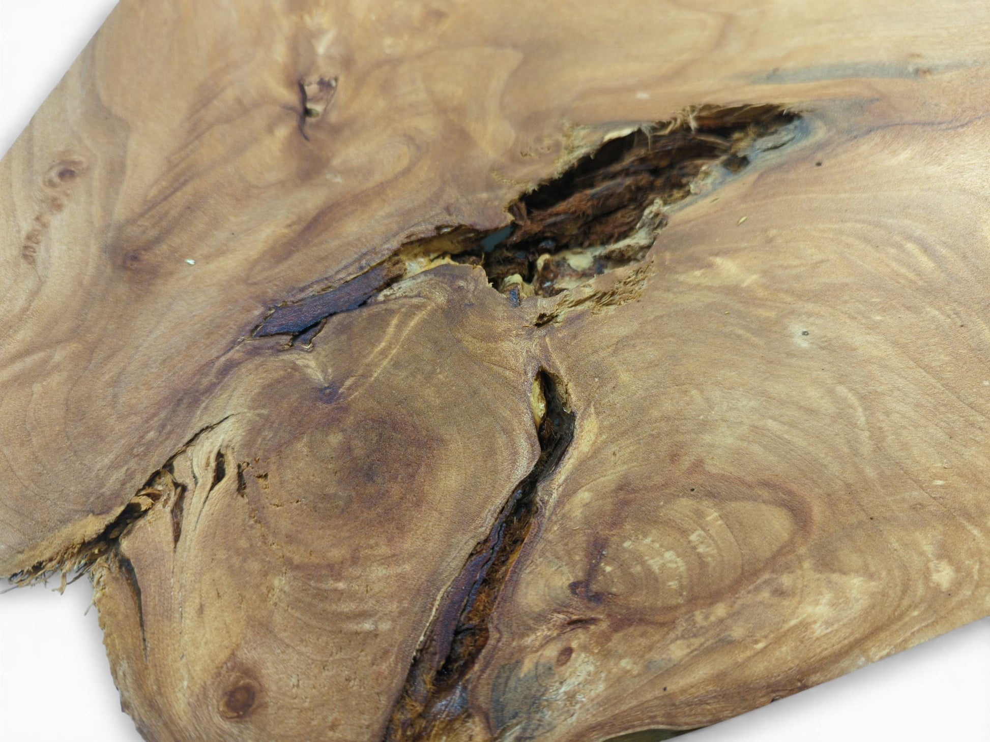 An angled close-up on an alder slab, detailing the fibrous interior of a large void and crack.