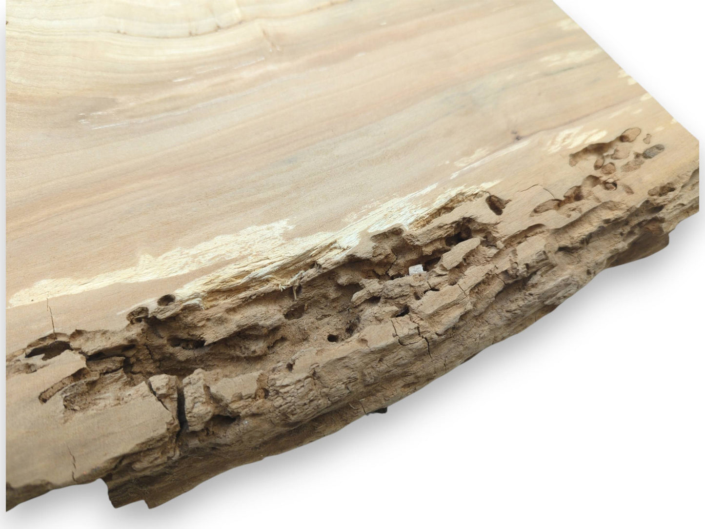 A pale wood plank's smooth surface meets a crumbling, weathered edge riddled with holes.