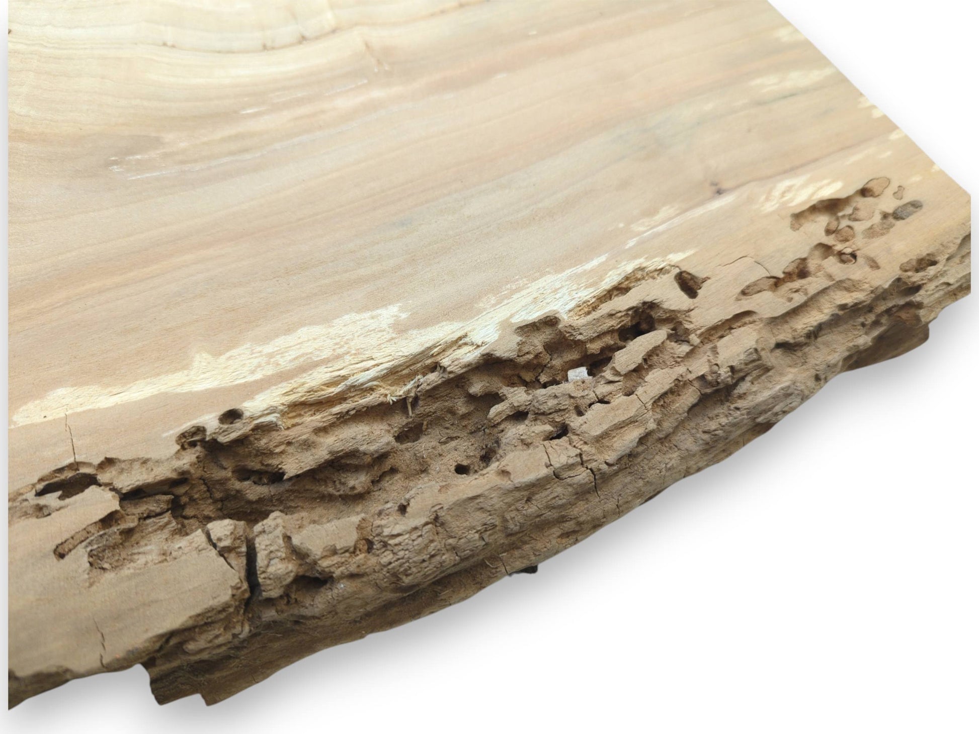 A pale wood plank's smooth surface meets a crumbling, weathered edge riddled with holes.