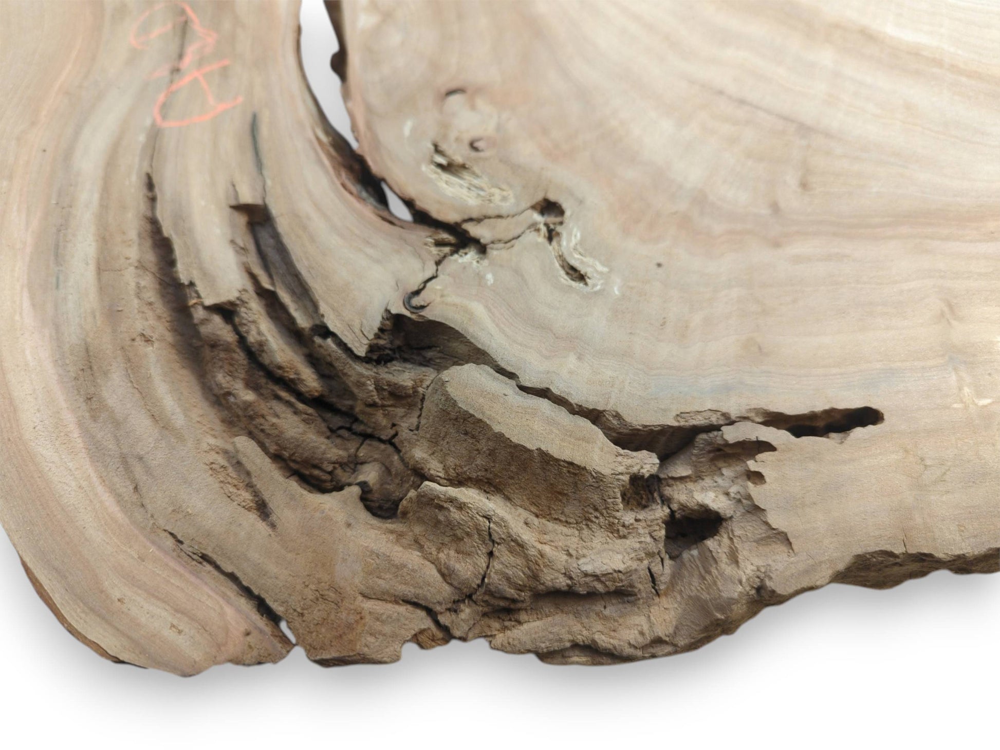 A craggy, fractured burl with deep fissures interrupts the timber's pale, sweeping grain.