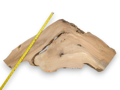 A pale, forked timber slab with wide, flowing grain is measured with a yellow tape.