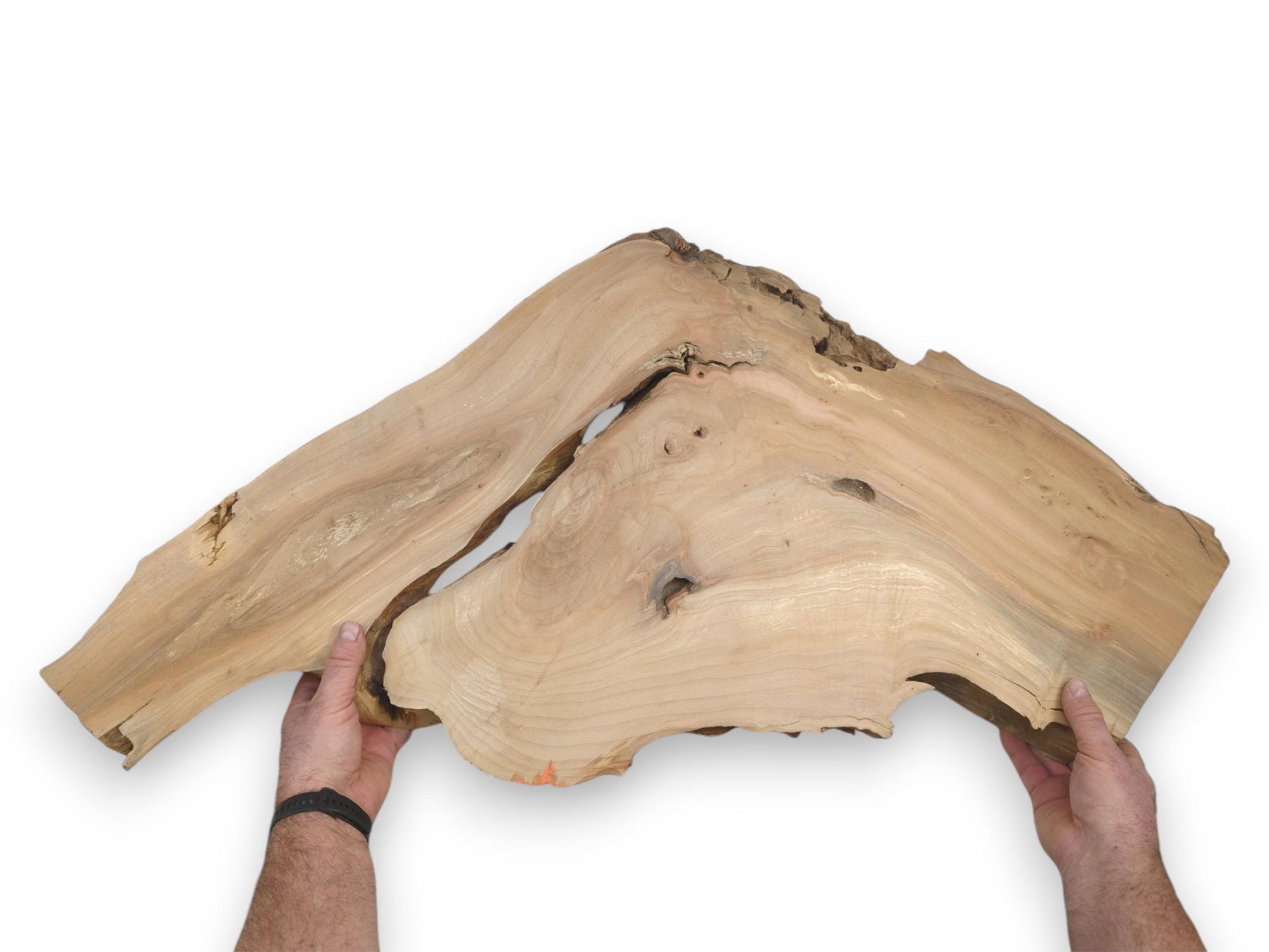 Two hands present a bifurcated timber slab, revealing pale, sweeping grain and rugged edges.