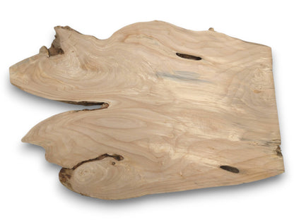 A pale, wing-shaped wood section reveals concentric grain around a knot and several dark holes.