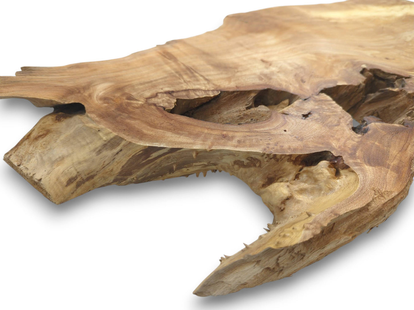 A free-form section of lumber displays a smooth top and a toothed, cavernous opening.