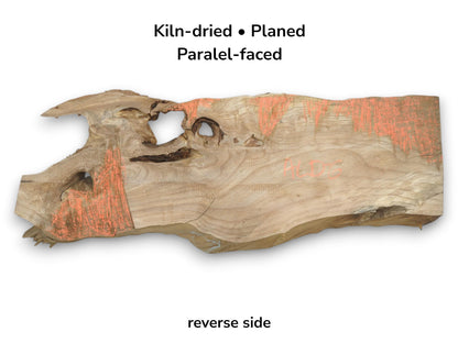 A planed root section with open voids along its top edge and coral-colored filler.