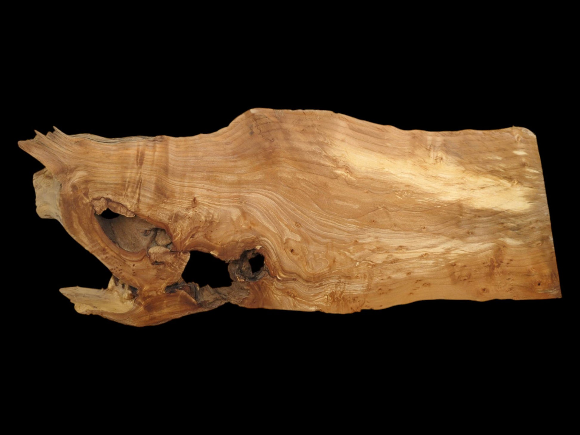 This irregular alder root slab features large open voids and a smooth, shimmering, contoured grain.