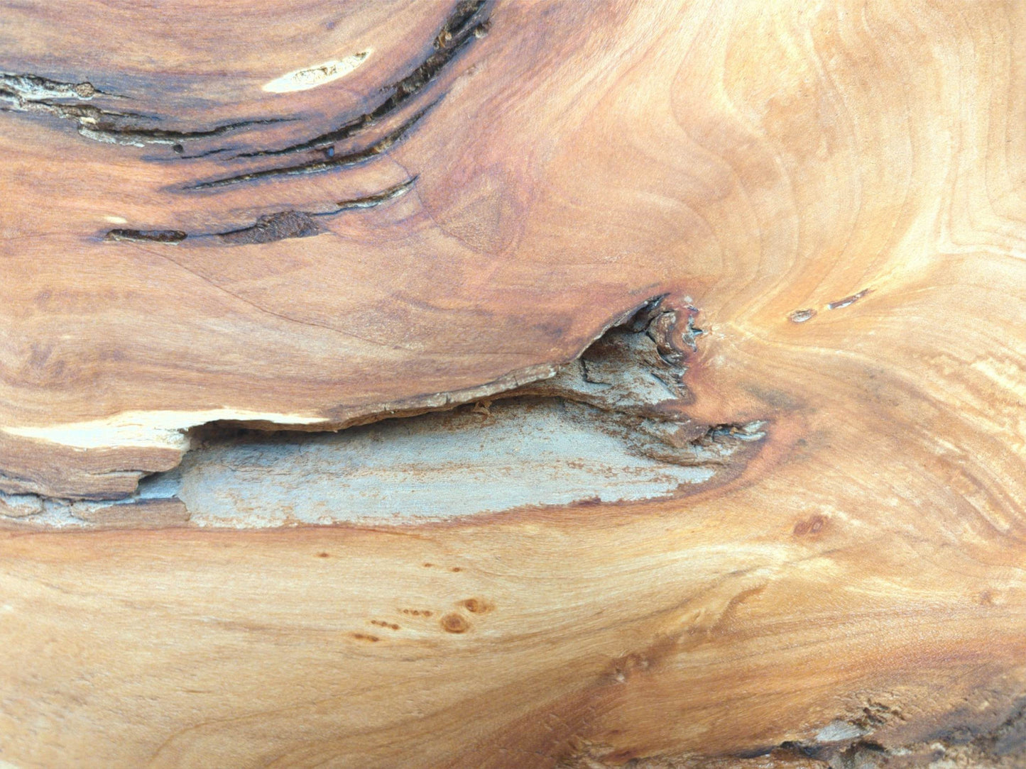 A close-up on a wood slab reveals a large, coarse void and dark, arcing fissures.