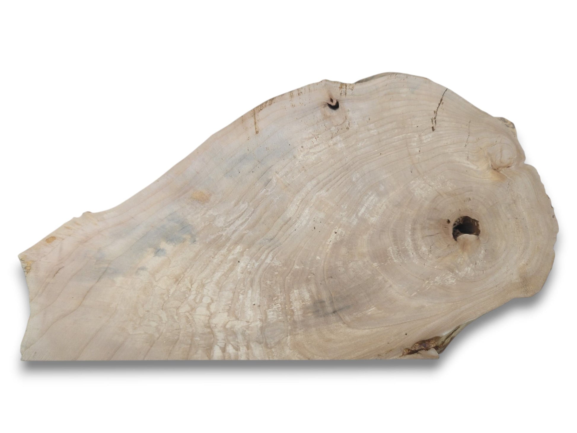 A pale timber cross-section shows sweeping growth rings and two dark, hollowed-out knot holes.