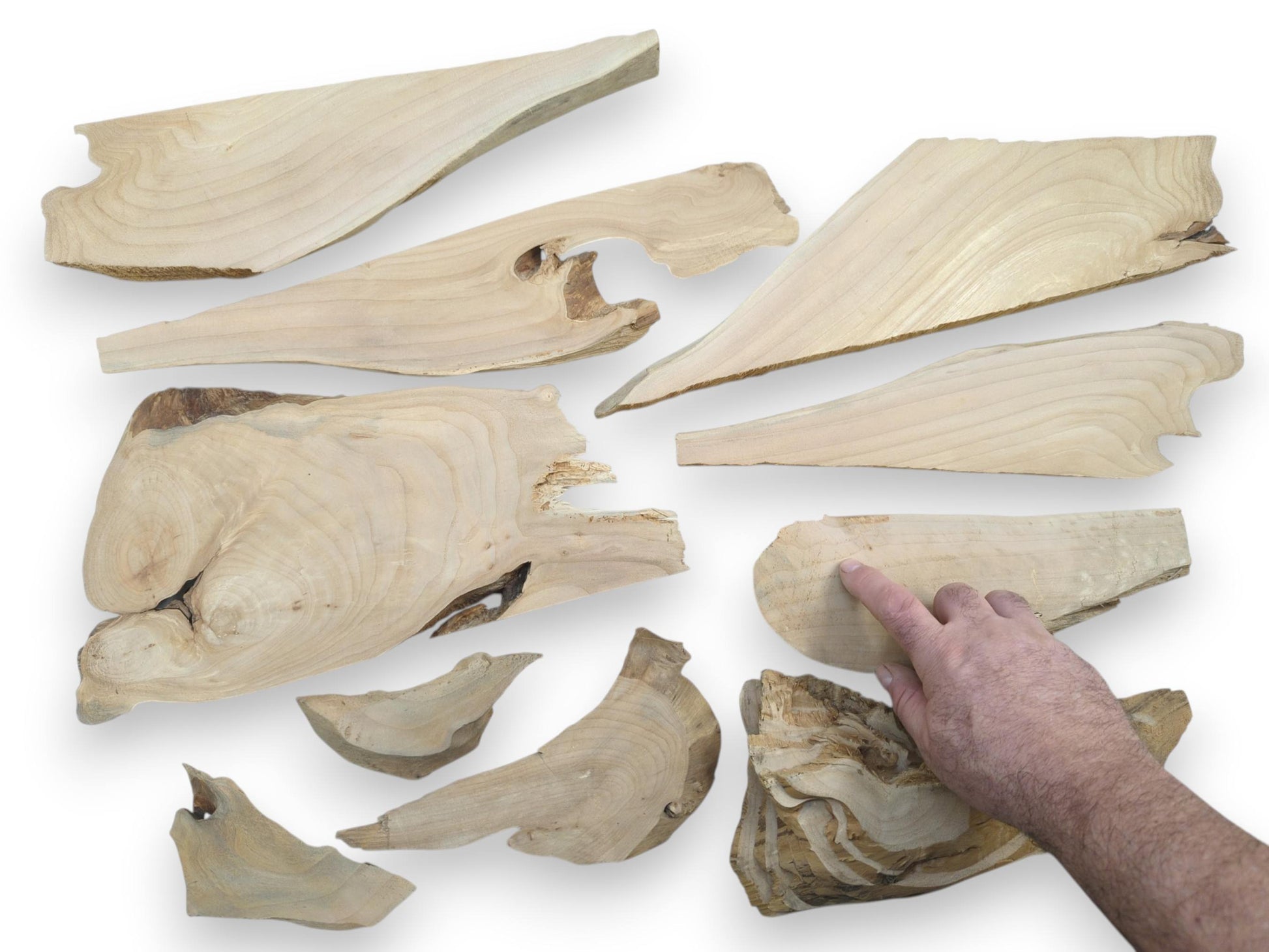 A hand points to a collection of light-colored alder wood pieces with natural edges and grain.