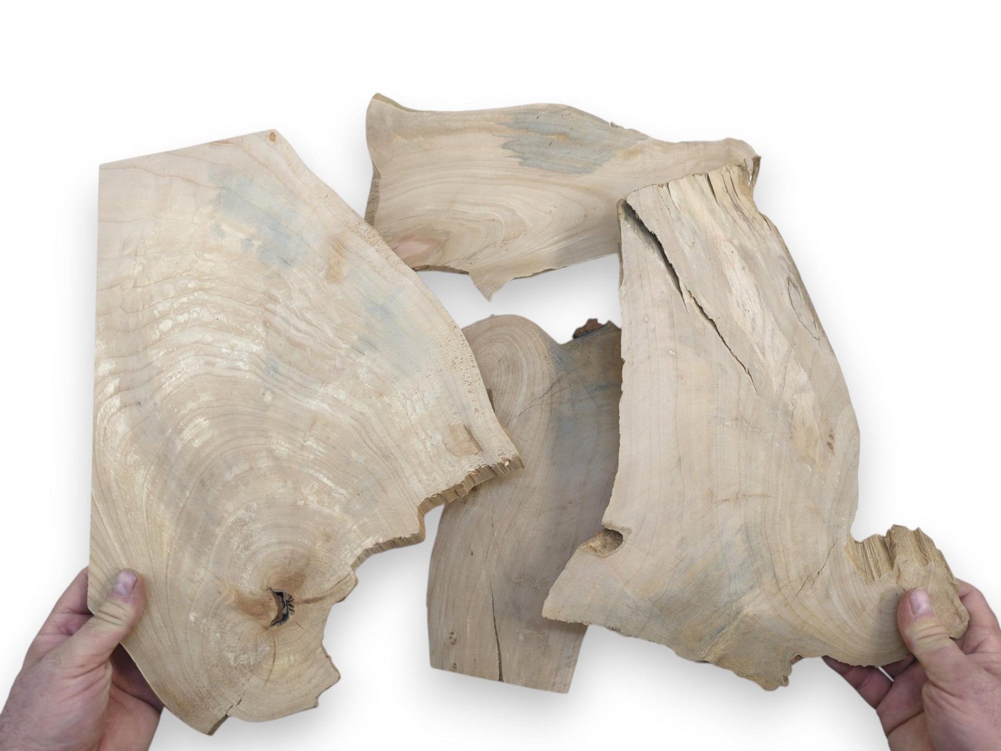 Two hands holding four raw, light-colored alder wood slices with natural edges and visible grain.