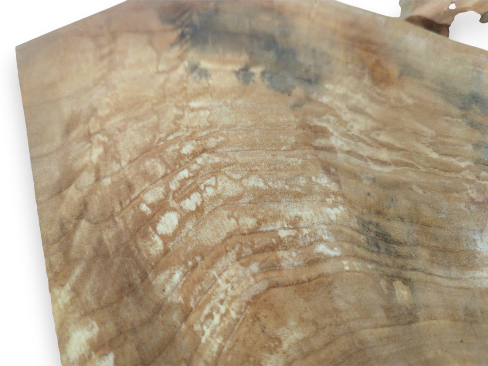 Close-up of a light brown alder wood slice with natural grain and dark markings.