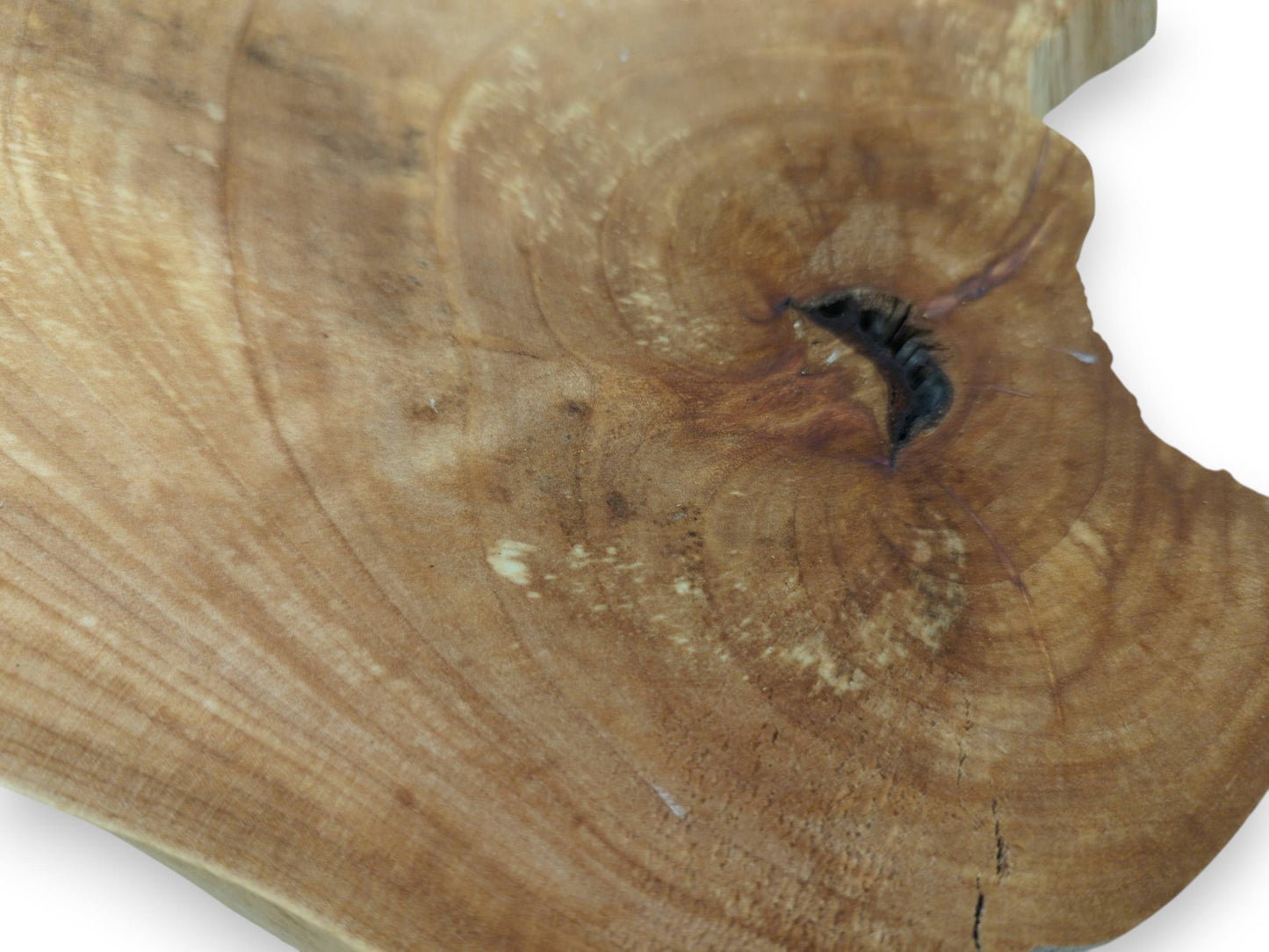 Close-up of an alder wood slice with a dark knot and visible concentric grain patterns.