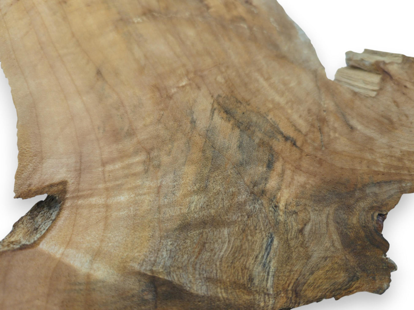 Close-up of an alder wood slice with natural, irregular edges and visible grain patterns.