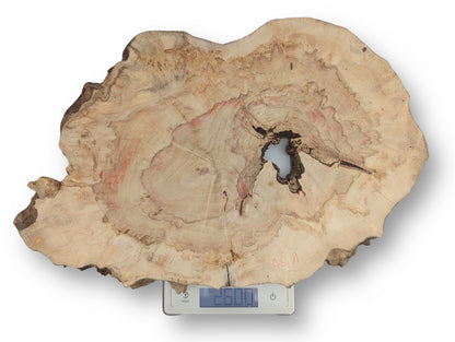 Irregularly shaped Box Elder wood slice with red streaks, dark grain, central void, on a scale showing 2600.