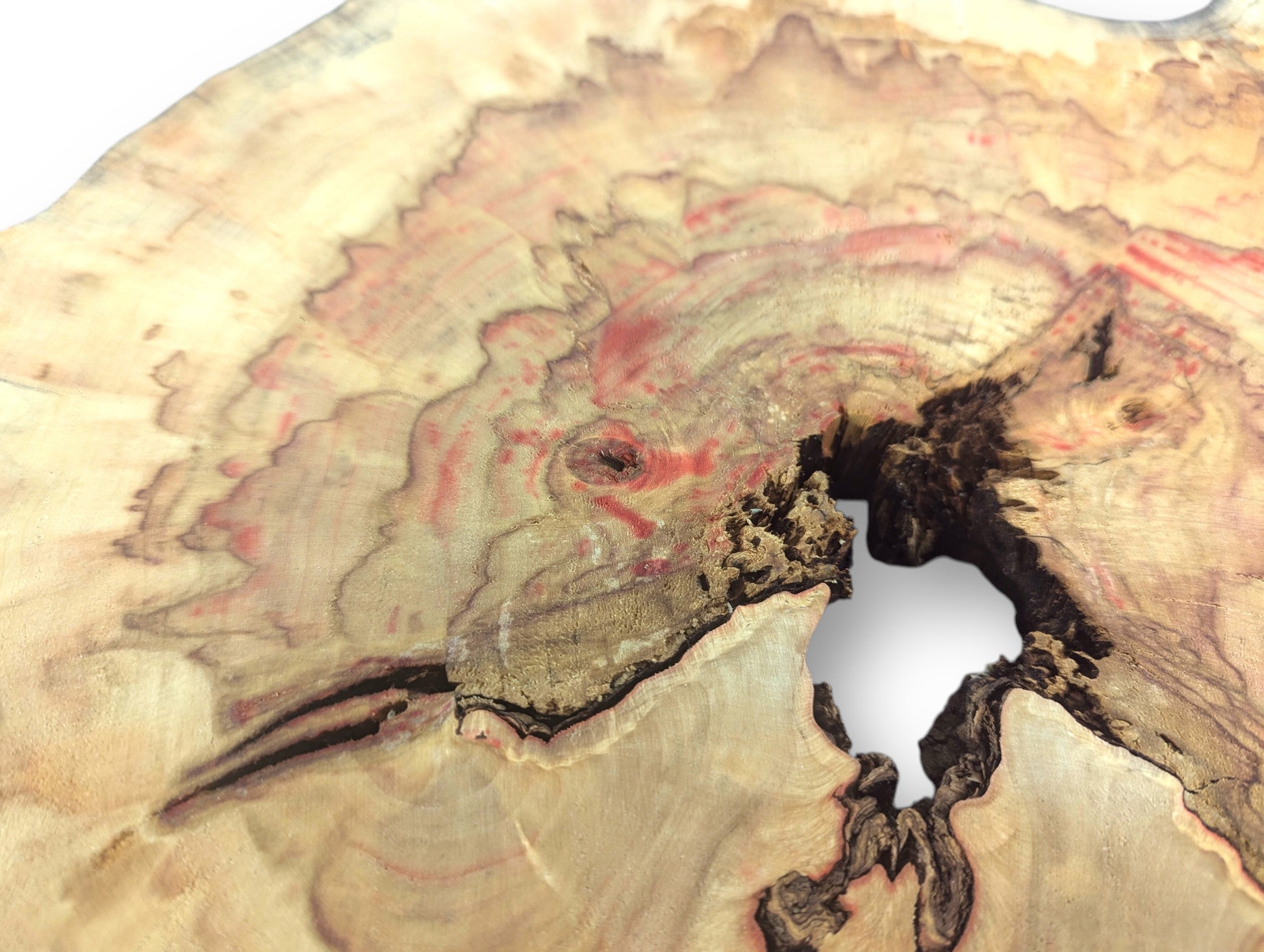 A pale Box Elder wood slice reveals red streaks, distinct swirling grain patterns, and a large irregular void.