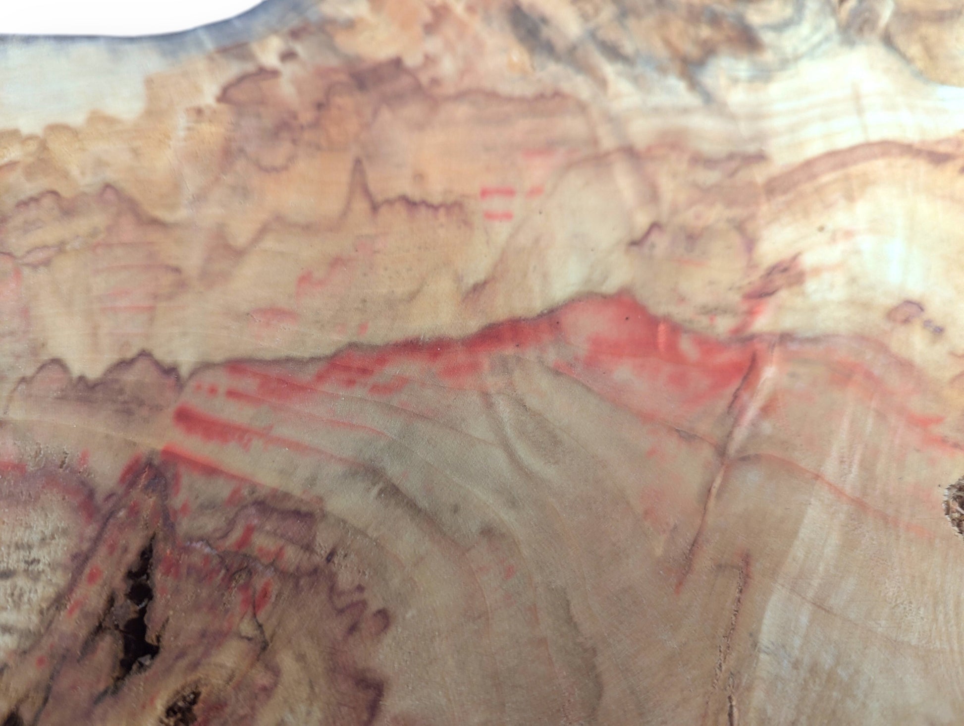 Close-up of pale Box Elder root wood slice with red streaks, swirling grain, and dark void.