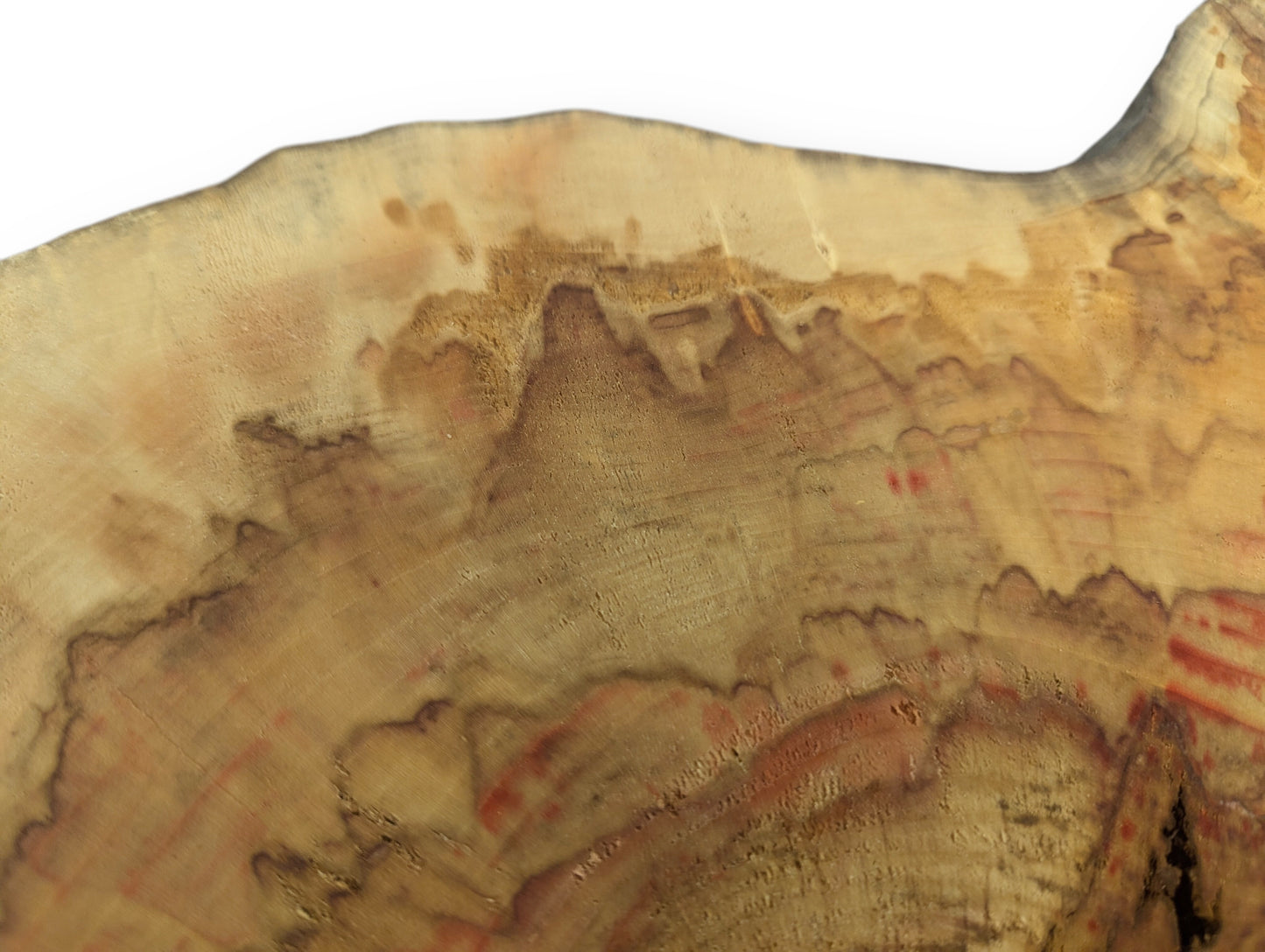 Wood slice segment from Box Elder tree with pale color, red streaks, and dark, swirling grain.