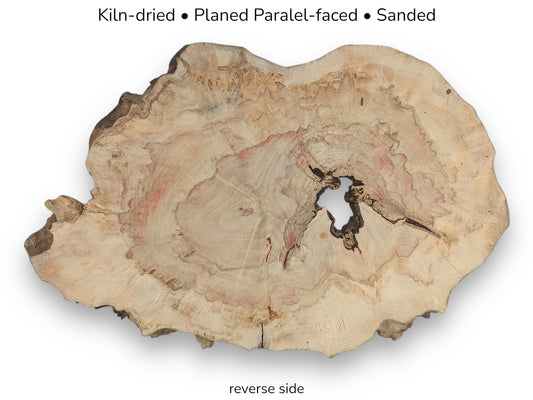 Kiln-dried, planed, sanded wood slice, reverse side. Irregular, pale, with central void and live edge.