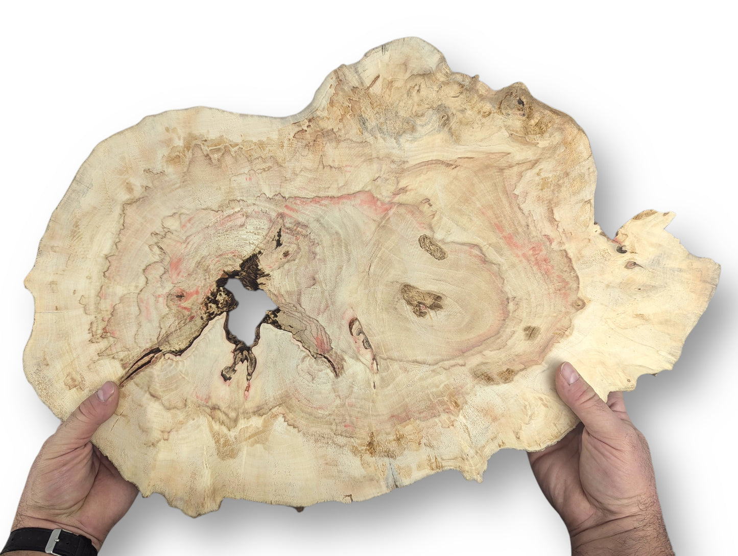Irregular, pale Box Elder root wood slice with red streaking and a central void, held by hands.