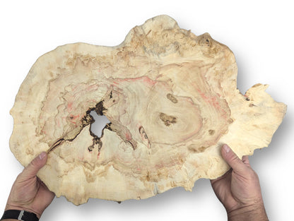 Irregular, pale Box Elder root wood slice with red streaking and a central void, held by hands.