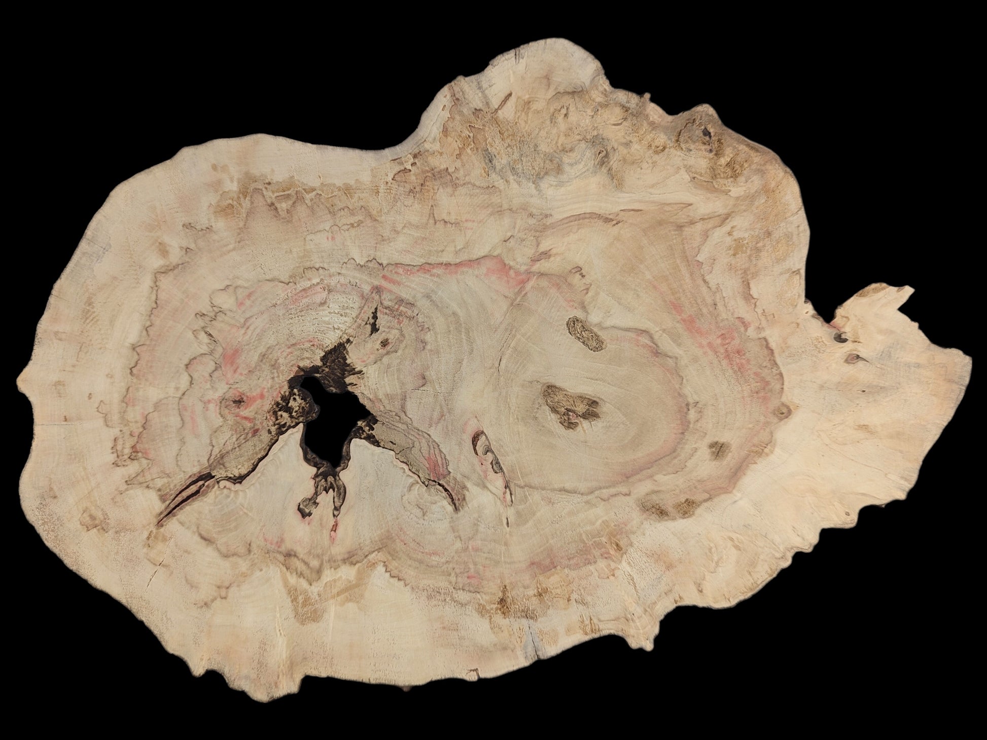 This irregular Box Elder wood slice features pale wood, red streaks, dark swirling grain, and a central void.