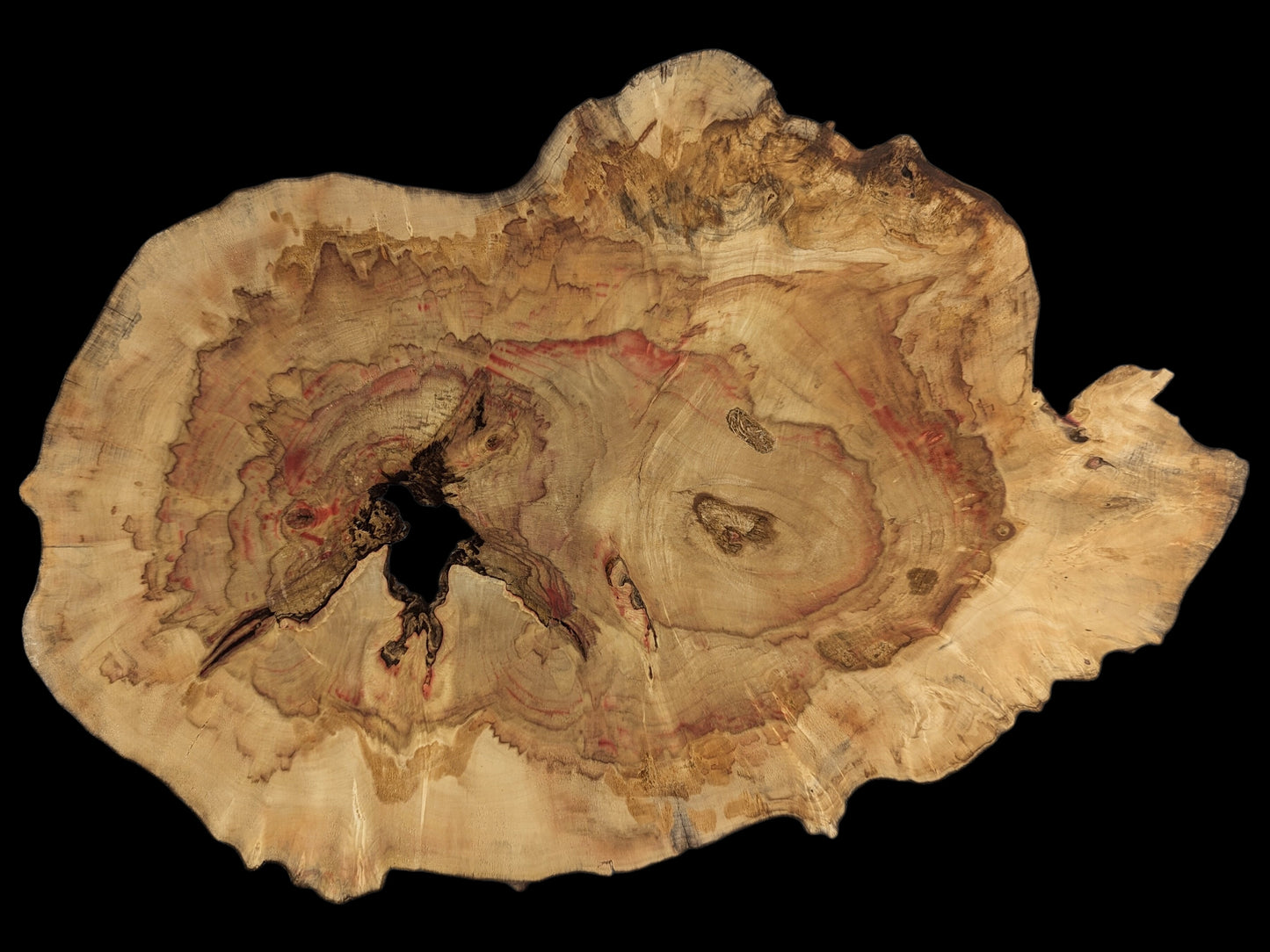 This pale Box Elder root wood slice features a natural live edge, red streaking, and a prominent central void.