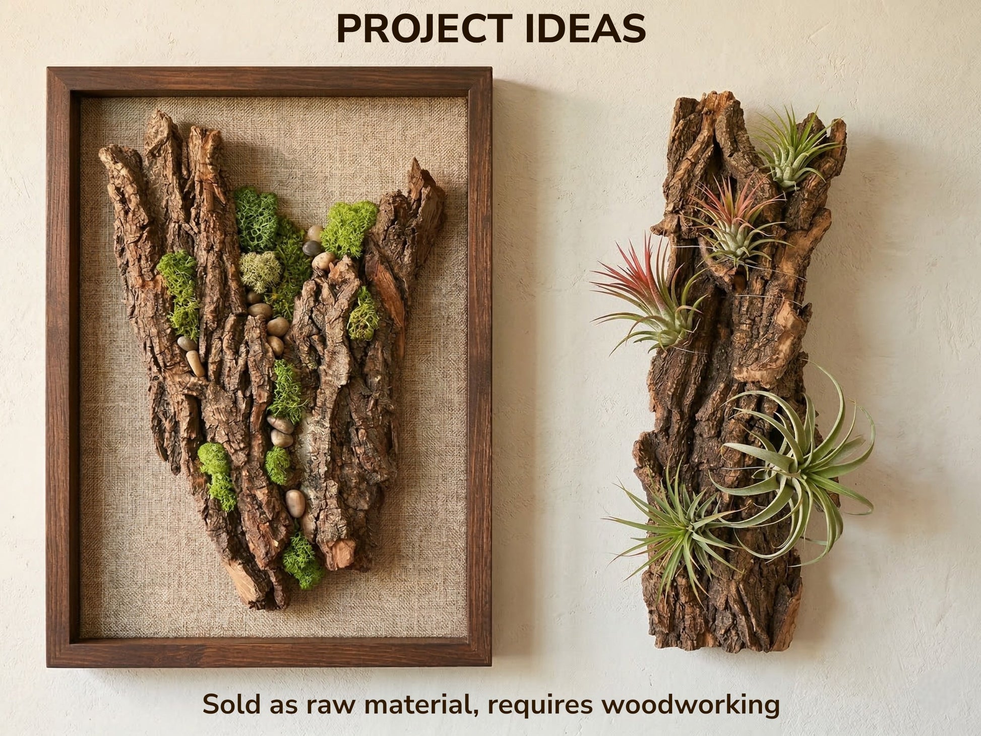 Image with text showing project ideas for wood bark, one framed with moss, another with air plants.