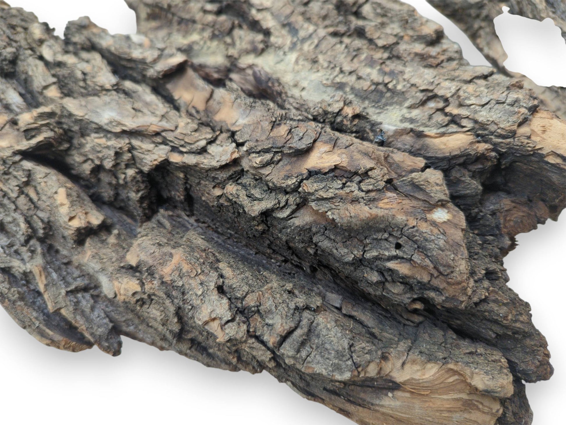 A detailed, angled view of a natural bark piece reveals its coarse, multi-layered, and craggy exterior.