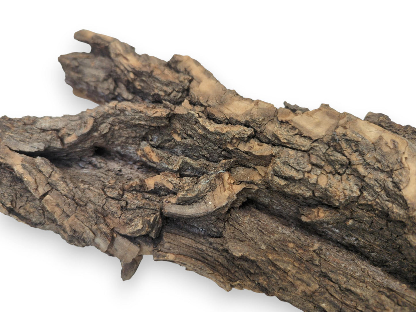 A diagonally positioned piece of thick, natural bark showcases its heavily textured and cracked outer layer.