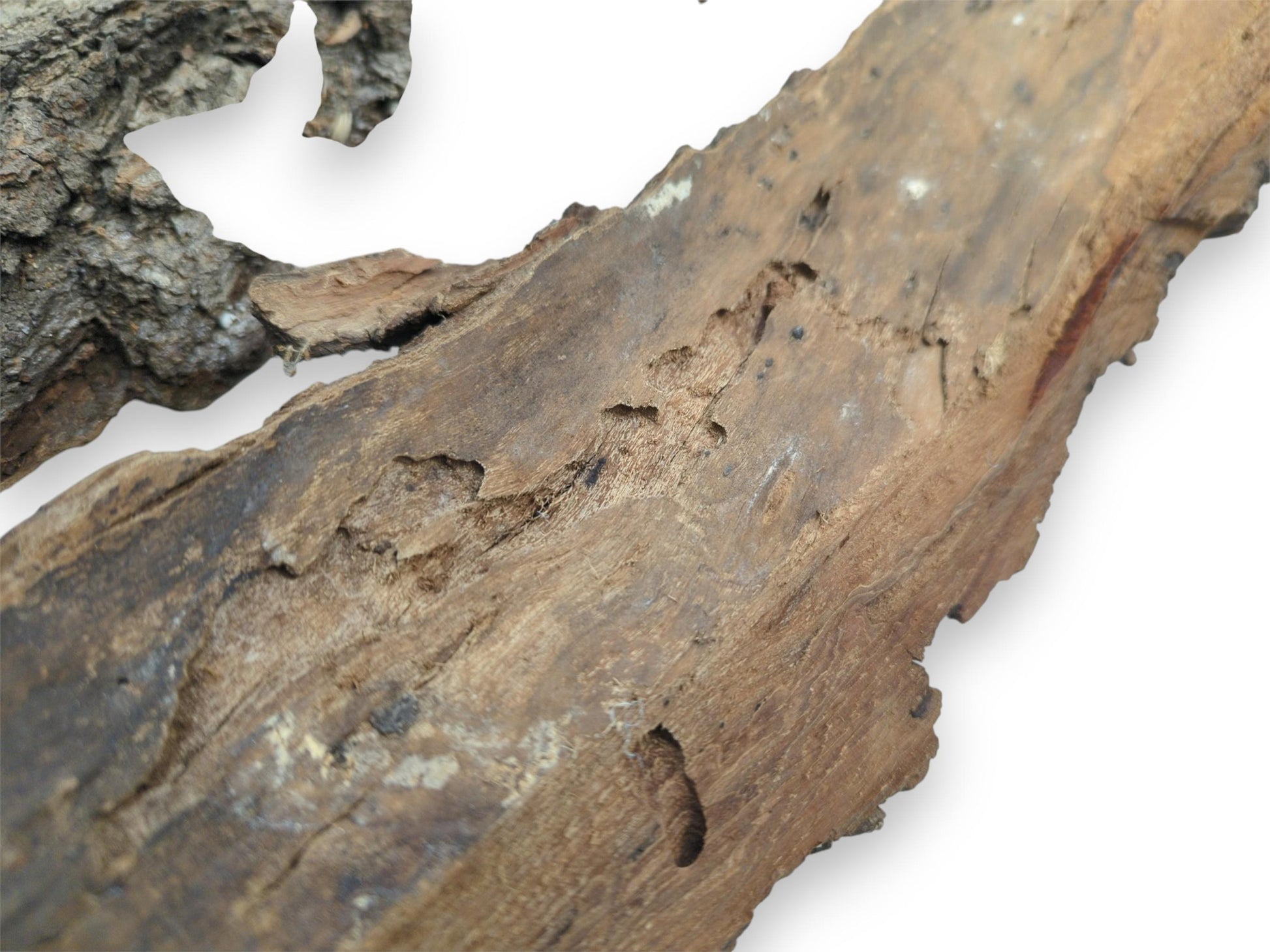 A close perspective on the inner wood grain of a bark slab, showing natural insect trails.