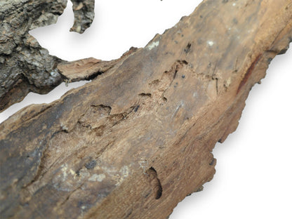 A close perspective on the inner wood grain of a bark slab, showing natural insect trails.