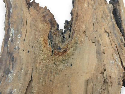 A focused macro view of a wood bark piece, centered on its dense, circular burl formation.