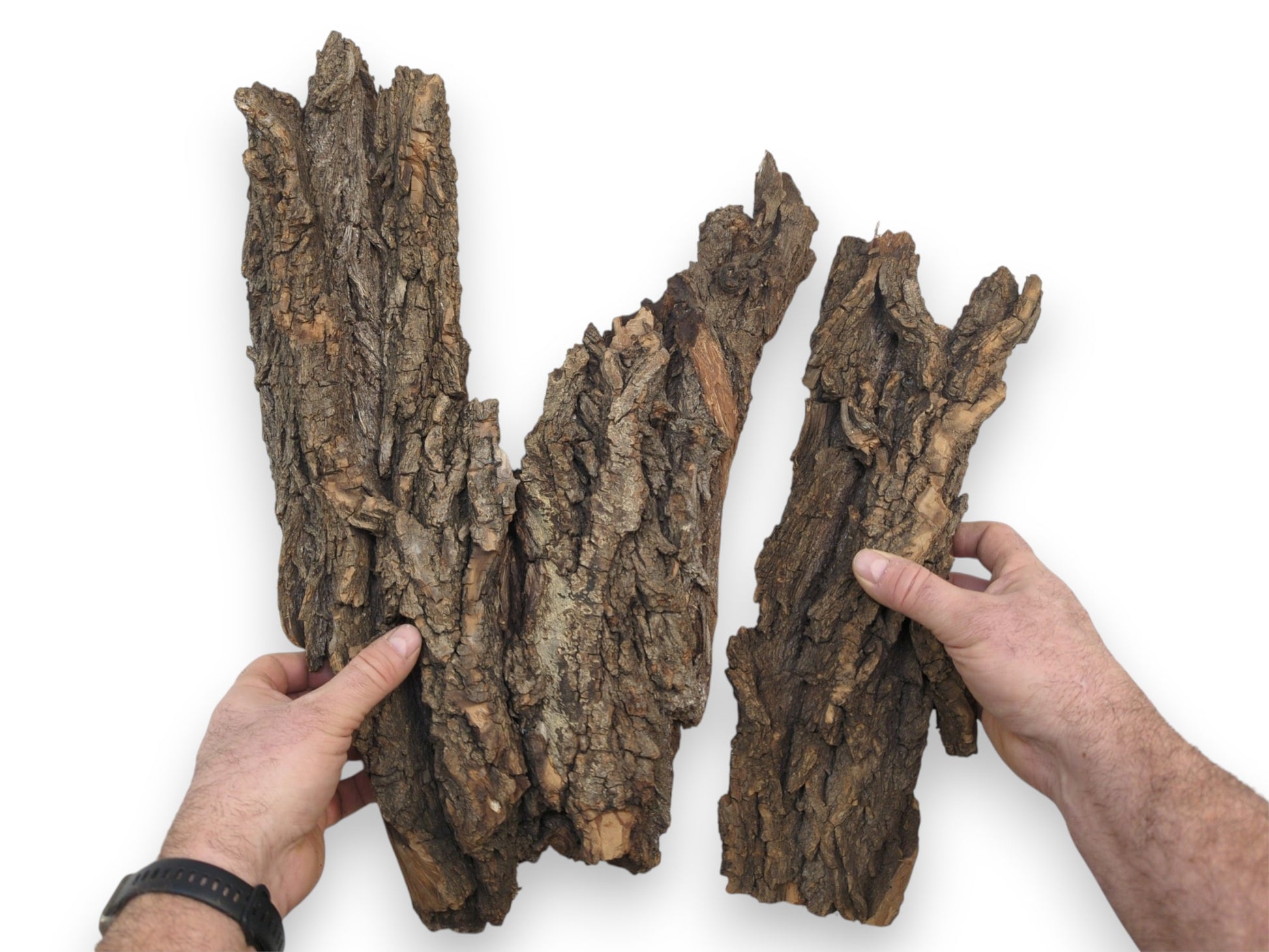 A person holds up two substantial pieces of ridged, brown wood bark, demonstrating their natural size.