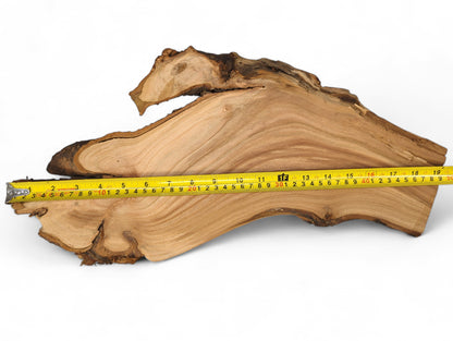 Irregularly shaped, light brown wood slice with wavy grain and dark edges, measured by a yellow tape.