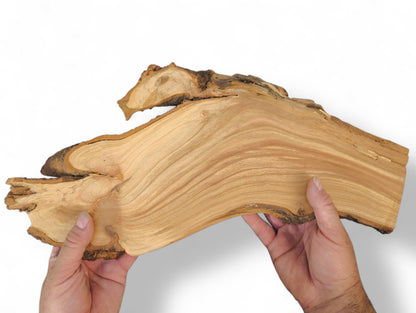 Two hands hold a light brown cherry wood root slice with live edges, showcasing unique grain patterns.