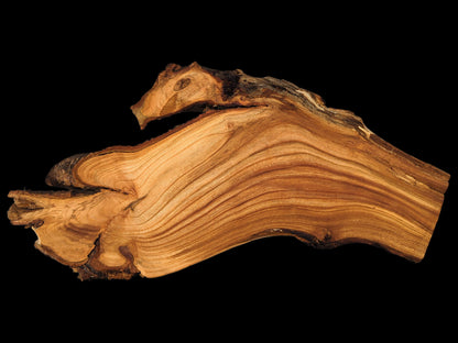 Organic cherry wood root slice, reddish-brown, reveals intricate grain patterns and natural live edges on black.