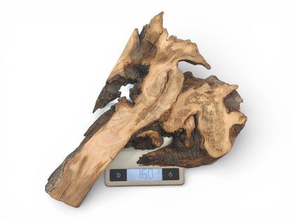 A gnarled wild cherry wood slab with a rough, natural edge is weighed on a scale.